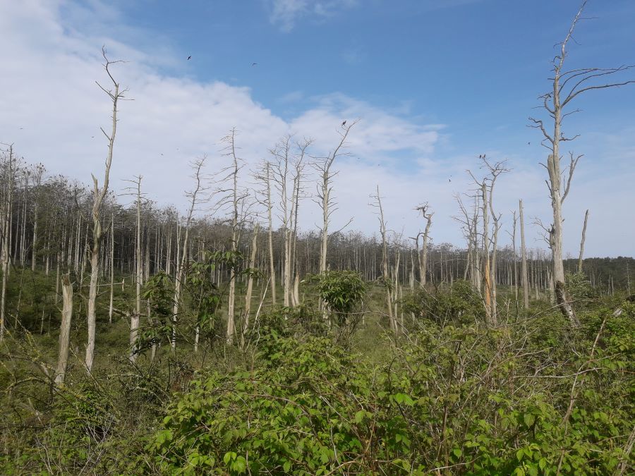Dead Forest in Juodkrante