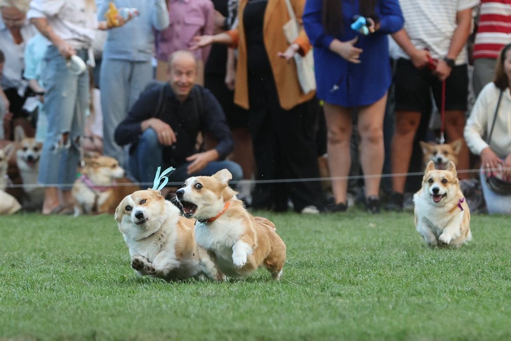 corgis racing in Vilnius, Lithuania